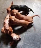 Veterinarias Sin datos  vtas.